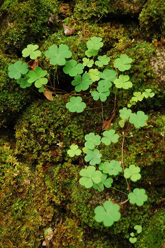 Mossy Forest, Irish Eyes Are Smiling, Irish Cottage, Irish Roots, Irish Eyes, Moss Garden, Irish Heritage, Irish Blessing, Luck Of The Irish