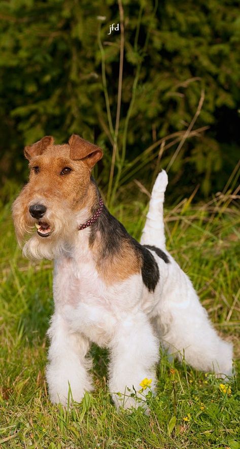 Wire Fox Terrier Grooming, Wire Haired Terrier, Wirehaired Fox Terrier, Lakeland Terrier, Animal Guides, Fox Terriers, Wire Fox Terrier, Fox Terrier, Dog Grooming