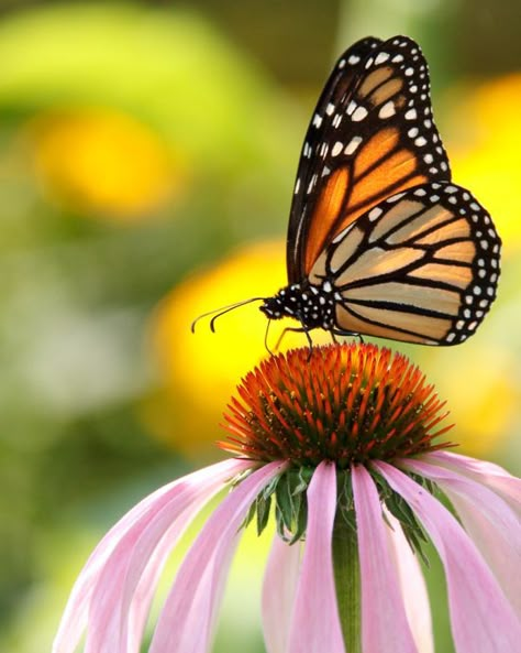 Monarch Butterfly Monarch Butterfly Photography, Butterflies On Flowers, Monarch Butterflies Photography, Butterflies Monarch, Butterfly Watercolor Painting, Painting Clipart, Monarch Butterflies Art, Monarch Butterfly On Flower, Technology Website