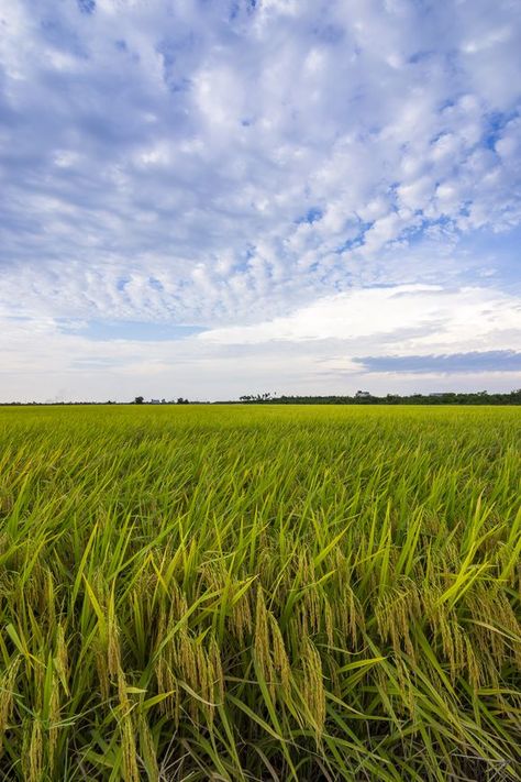 Paddy Field Aesthetic, Rice Field Aesthetic, Paddy Field Photography, Leftenan Adnan, Rice Painting, Rice Crop, Agriculture Photography, Paddy Field, Crop Field