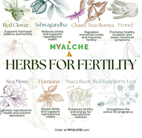 Fuel your fertility with nature’s best @MYALCHE herbs 🌿✨ Blend them into your smoothies or brew a soothing herbal tea. Find everything you need at MYALCHE.com Herbs For Fertility, Medical Learning, Fertility Tea, Fertility Help, Heal Thyself, Chaste Tree, Red Raspberry Leaf, Menstrual Health, Maca Root