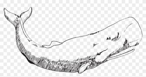 Sperm Whale Drawing, Sperm Whale Tattoo, Sperm Whale Art, Whale Outline, Drawing Ocean, Sea Sunrise, Whale Drawing, Whale Tattoo, Whale Illustration