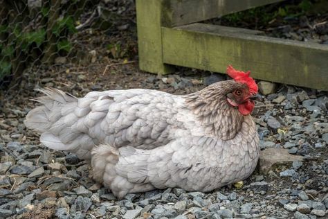 grey chickens Backyard Chicken Farming, Chicken Farming, White Chicken, Chicken Breeds, Chicken Farm, Chickens Backyard, Grey And White, Chicken, Grey