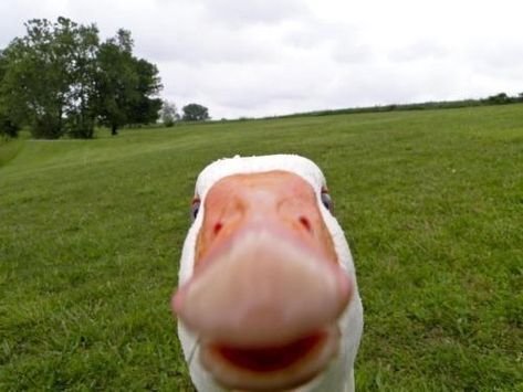 TURN IT AROUND, TURN IT AROUND! | 22 Pictures That Perfectly Sum Up Opening Your Front Facing Camera Duck Pictures, Funny P, Funny Duck, Mind Blowing Facts, Funny Captions, Groundhog Day, A Duck, Funny Bunnies, The Fear