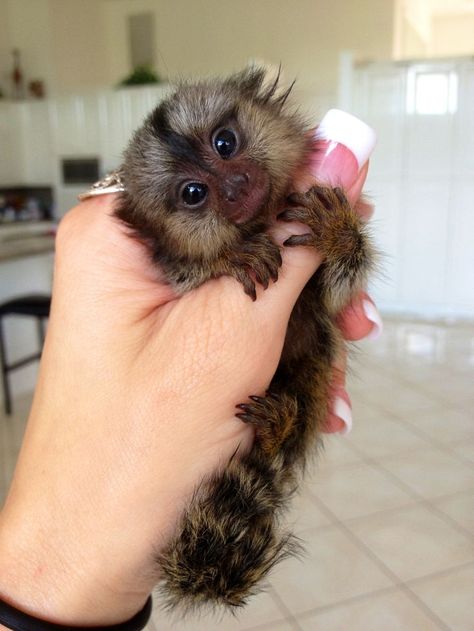 Finger Monkey For Sale, Monkeys For Sale, Finger Monkey, Pygmy Marmoset, Marmoset Monkey, Tiny Monkey, Pet Monkey, Cute Monkey