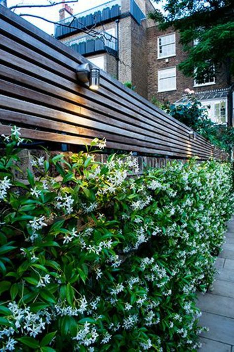 Trachelospermum Jasminoides, Evergreen Garden, Potager Garden, Garden Vines, Walled Garden, Evergreen Plants, Have Inspiration, Design Garden, Small Garden Design