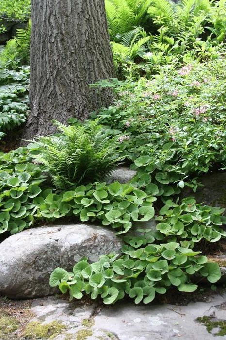 Hosta Gardens, Wild Ginger, Backyard Flowers, Ground Cover Plants, Forest Garden, Woodland Garden, Backyard Garden Design, Garden In The Woods, Side Yard