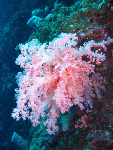 Cnidaria, Beneath The Sea, Salt Water Fish, Sea Anemone, Life Aquatic, Saltwater Tank, Soft Coral, Beautiful Sea Creatures, Sea Coral