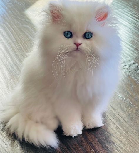 If you’re looking for a cute, fluffy new member of the family, see the adorable white solid Persian kittens for sale at PersianKittenPals. Mr Mistoffelees, Persian Cat Doll Face, Himalayan Persian Cats, White Persian Kittens, Munchkin Kitten, Persian Kittens For Sale, Selkirk Rex, Cat Wallpapers, Cats Musical