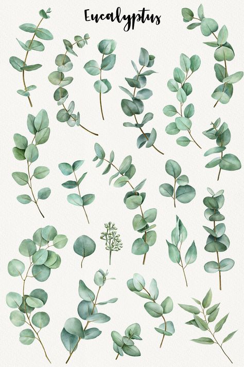 Watercolor eucalyptus clipart perfect for wedding invitations, floral arrangements, forest and woodland themed designs. #eucalyptus #watercolor #clipart #floral #wedding . #Eucalyptus_Clipart #Branches_Wedding #Beach_Clipart #Feuille_Eucalyptus Eucalyptus Clipart, Branches Wedding, Leave Pattern, Wedding Branches, Wedding Greenery, Feuille Eucalyptus, Watercolor Eucalyptus, Eucalyptus Branches, Watercolor Flower Art