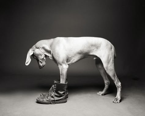 Image source: The McCartney's Dog Photography Fluffy Shoes, Dog Photoshoot, Dog Photograph, Puppy Photos, Appaloosa, Jolie Photo, Quarter Horse, Dog Photography, Amazing Photos