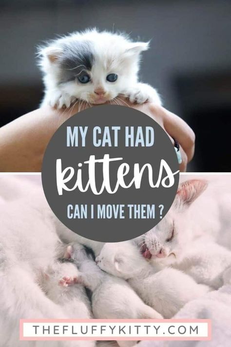 So your cat had kittens - what should you do? Here's everything you need to know about moving newborn kittens just hours or days after a mother cat gives birth. #cats #catblog #catpregnancy #kittens #cattips Cat Having Kittens, Fluffy Kitty, Cat Health Problems, Cute Cat Names, Pregnant Cat, Newborn Kittens, Mother Cat, Cat Hacks, Pet Blog