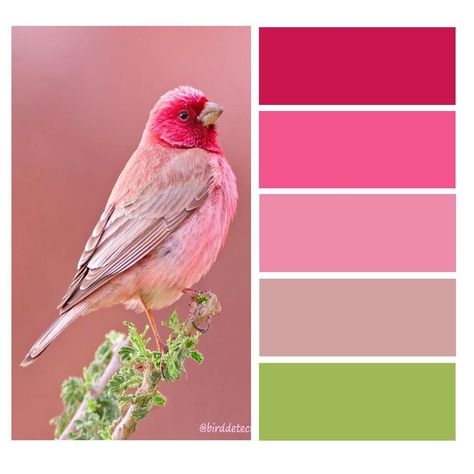 Bird Color Palette, Color Palette From Image, Colour Harmony, Color Theory Art, Color Design Inspiration, Beauty Words, Calligraphy Brush, Color Palette Challenge, Color Catalog