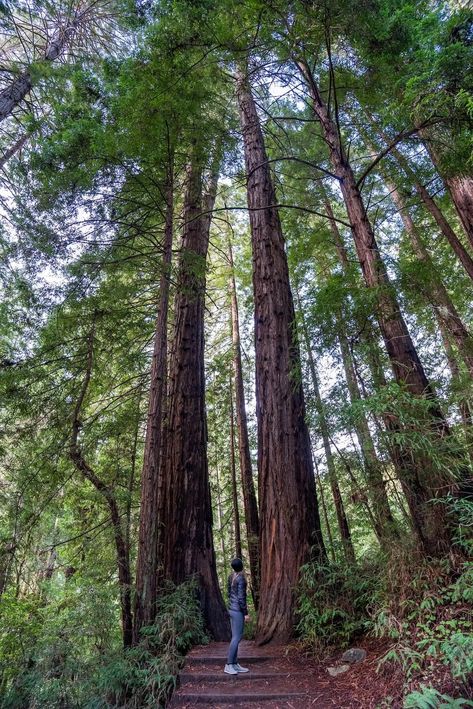 Muir Woods National Monument: Tips & Is It Worth It? [2024] Forest Sanctuary, Muir Woods National Monument, Muir Beach, Coastal Redwood, Senior Szn, Redwood National Park, Muir Woods, Redwood Tree, Is It Worth It