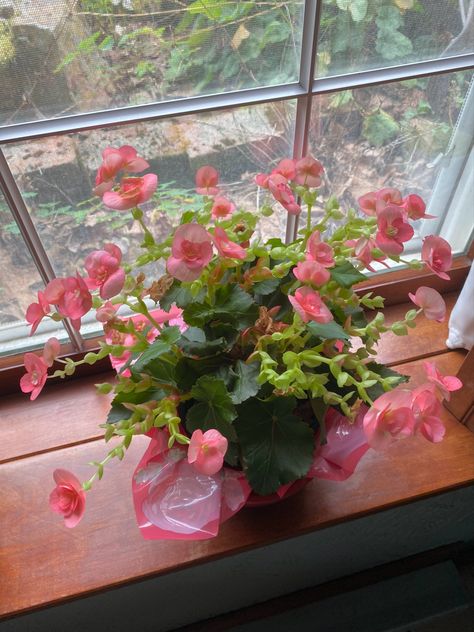 pink flower clubed begonia floral plant aesthetic Begonia Aesthetic, Plant Aesthetic, Maybe One Day, Future Life, Pink Flower, Pink Flowers, Plants, Flowers, Floral