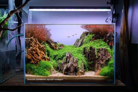 Nature Aquascape, Aquascape Inspiration, Terrarium Scene, Fish Aquarium Decorations, Aquarium Garden, Aquascape Design, Fresh Water Fish Tank, Aquarium Landscape, Betta Tank