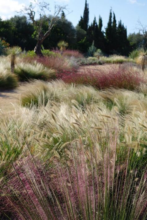 Ornamental Grass Garden, Garden Grasses, Design Terrace, Amazing Landscaping Ideas, Grass Garden, Denver Botanic Gardens, Ornamental Grass, Prairie Garden, Meadow Garden