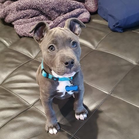 Grey Pitbull Puppy, Blue Nosed Pitbull, Grey Pitbull Blue Eyes, Blue Eyed Pitbull, Blue Pitbull Puppy, Grey Pitbull Puppies, Grey Pitbull, Pit Bull Puppies Blue, Blue Nose Pitbull Puppies