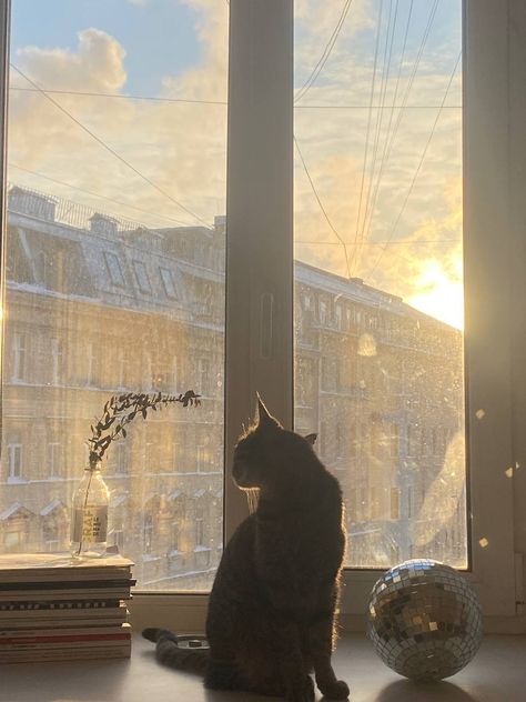 winter sun, cat, winter vibe, cozy Cold Months Aesthetic, Winter Sun Aesthetic, Sunny Winter Aesthetic, Late Winter Aesthetic, January Aesthetic Month, Frio Aesthetic, Sun In Winter, Sunday Aesthetic, Sunny Winter Day