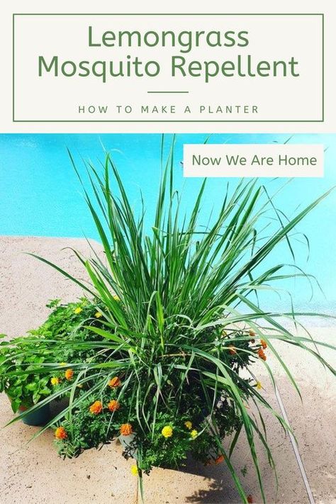 Lemongrass Planters, Planting Succulents Indoors, Popular Plants, Modern Gardens, Planting Potatoes, Natural Mosquito Repellant, Mosquito Repelling Plants, Bug Control, Fly Repellant