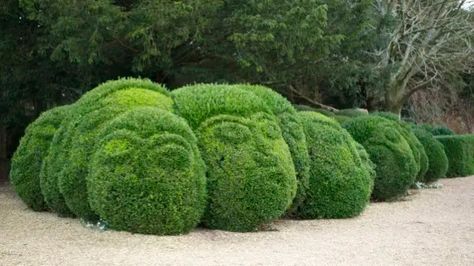 Kingston Lacy, Cloud Pruning, Boxwood Bush, Boxwood Garden, Topiary Garden, Garden Architecture, Garden Oasis, Public Garden, Evergreen Shrubs