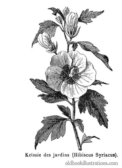 Hibiscus syriacus – Old Book Illustrations Rose Of Sharon Tree, Hibiscus Drawing, Hibiscus Flower Drawing, Hibiscus Flower Tattoos, Hibiscus Syriacus, Black And Grey Rose, Hibiscus Tattoo, Hawaiian Tattoo, Flower Drawing Design