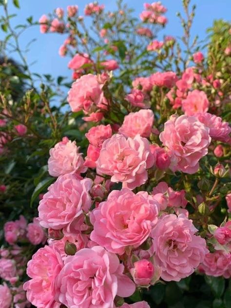 Iphone Wallpaper Landscape, Flowers Photography Wallpaper, Pink Carnations, Flower Therapy, Rosa Pink, Beautiful Flowers Pictures, Photography Wallpaper, Delphinium, Little Flowers