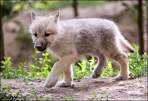 Wolf Puppy, Baby Wolves, Wolf Life, Baby Wolf, Wolf Pup, Gray Wolf, Animal Totem, Wolf Love, Wolf Pictures