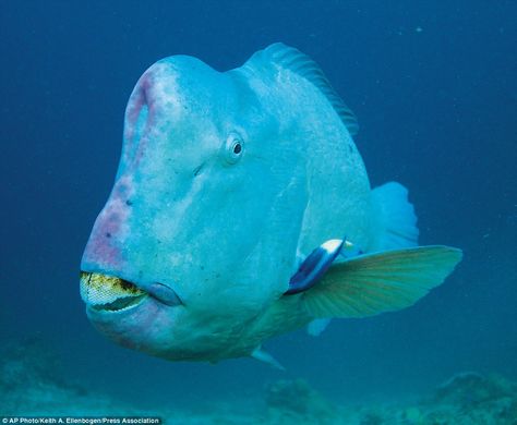 Believe it or not, the baby bumphead parrotfish is a beautiful creature. But like an ugly ducking in reverse, it grows into this toothsome wonder. They have been hunted relentlessly and this once abundant fish is now virtually extinct in Guam, the Marshall Islands, parts of Fiji andEast Africa Bumphead Parrotfish, Fish Project, Blob Fish, Ugly Fish, Fish Types, Ugly Animals, Parrot Fish, Scary Animals, Baby Fish