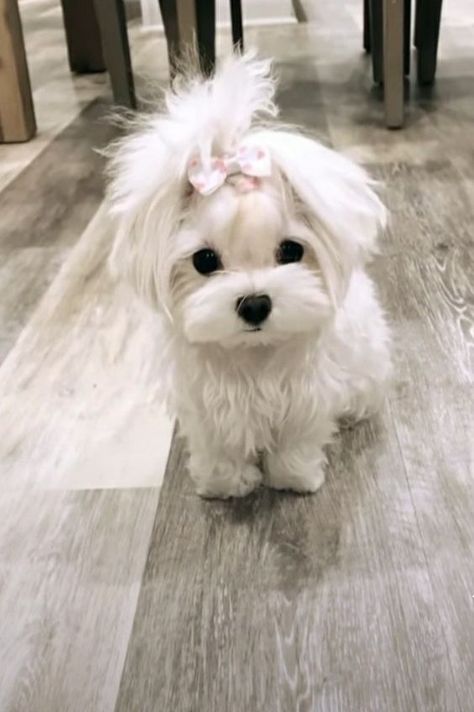 Anjing Maltese, Bichon Puppy, Anjing Poodle, White Fluffy Dog, Cute Maltese, Cute White Dogs, Bichon Dog, Cute Fluffy Dogs, Cute Small Dogs