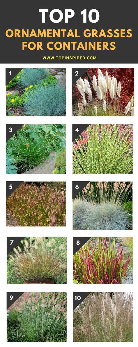 Border Garden Ideas, Grasses For Pots, Border Garden, Patio Container Gardening, Aesthetic Garden, Grasses Garden, Garden Aesthetic, Ideas Garden, Ornamental Grasses