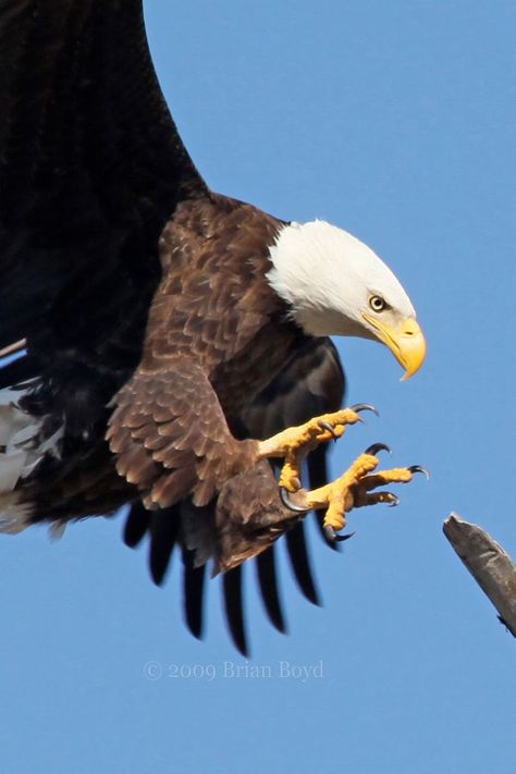 eagle talons Bald Eagle Images, Prey Birds, Eagle Image, African Birds, Haliaeetus Leucocephalus, Eagle Talon, Hawaii Wall Art, Eagle Images, Pretty Fish