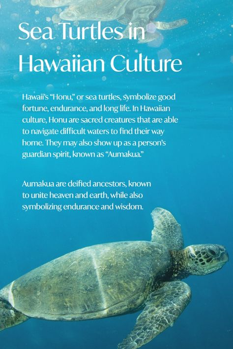 Sea Turtle Meaning, Sea Turtle Tattoo Meaning, Sea Turtle Quotes, Hawaiian Names And Meanings, Turtle Dancing, Hawaiian Animals, Hawaii Language, Dancing Turtle, Hawaiian Words And Meanings