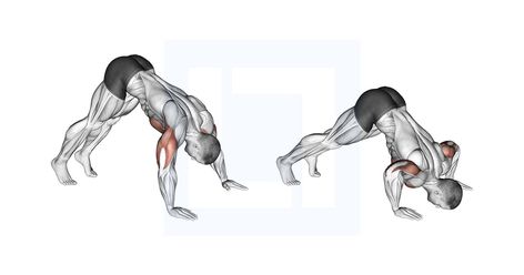 Pike Exercise, Push Up Muscles Worked, Push Up Muscles, Push Up Form, Dumbbell Fly, Bodybuilding Pictures, Chest Fly, Muscle Definition, Cable Machine