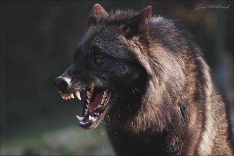 Wolf Poses, Angry Wolf, Wolf Photography, Wolf Photos, Animal Study, Wolf Pictures, Wolf Spirit, Pretty Animals, Black Wolf