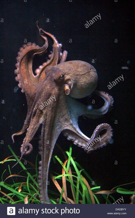 Octopus Drawings, Octopus Swimming, Octopus Photography, Octopus Vulgaris, Common Octopus, Mermaid Paintings, Octopus Drawing, Molluscs, Deep Sea Creatures