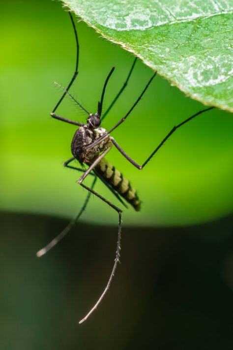 Growing Plants To Repel Mosquitoes - 5 Great Options That Work! Moth Fairy, Best Mosquito Repellent, 3d Robot, Monster Inspiration, Insect Photos, Deadly Animals, Mosquito Protection, Blank Check, Natural Mosquito Repellant