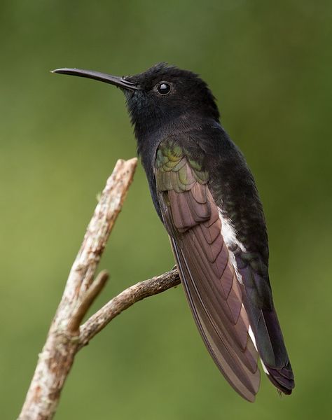 Resting - Black Jacobin resting Andre Silva, Fairy Wren, Black Nature, The Caged Bird Sings, Hummingbird Garden, Hummingbird Tattoo, San Diego Zoo, Herons, Balboa Park