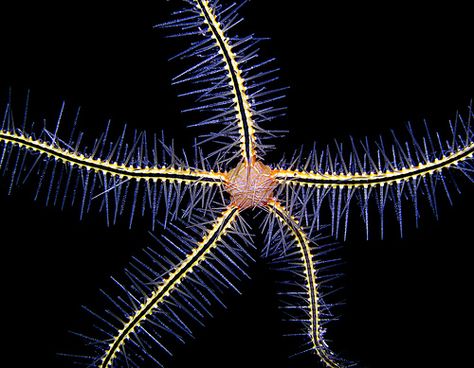 Life Below the Sea. Starfish Species, Ocean Wonders, Brittle Star, Starfish Hair Clip, Life Under The Sea, Sea Stars, Lovely Images, Color Explosion, Sea Urchins