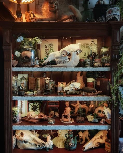 Taxidermy House Decor, Dark Forest Room Decor, Dnd Room Aesthetic, Archeologist Aesthetic Room, Taxidermy Room Ideas, Archeologist Room, Scientific Room Decor, Taxidermy Living Room, Taxidermist Aesthetic