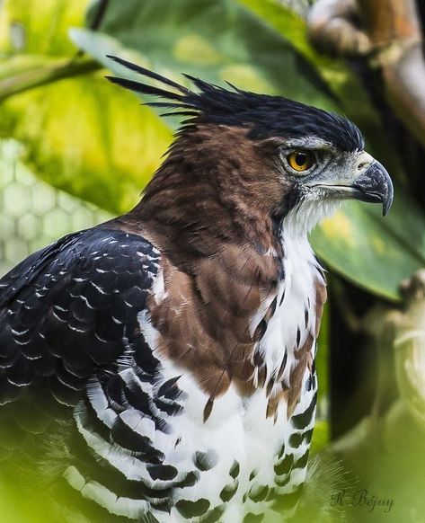 Hawk-Eagle…. Hawk Eagle, Animal Study, Pretty Animals, Exotic Birds, Best Western, Pretty Birds, Bird Photo, Colorful Birds, Birds Of Prey