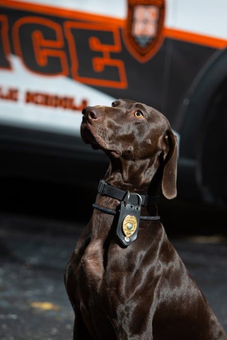 Police pooches: US schools employ gun-sniffing dogs to curb violence – and bring students joy Cop Dog, Black Labrador Dog, Book Vibes, Us School, Police Dog, Dog School, School Community, Police Dogs, Travel Money