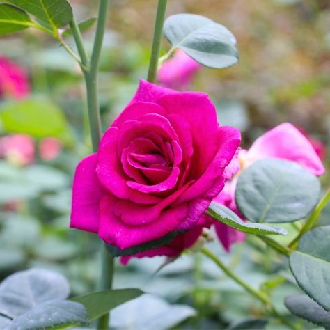 Brindabella Purple Prince Roses are cool, fragrant roses that are disease-resistant and pest-resistant plants. This Rose has a tough structure and enhanced resistance to black spots and mildew. It can offer up to double blossoms in vibrant shades of purple-red blooms. The blooms come in flushes over a long season, and you would not need to deadhead the roses. Royal purple rose flowers with very glossy foliage. Brindabella Purple Prince Shrubs have excellent resistance to diseases like black spot Purple Flowers Garden, Fragrant Roses, Eyeliner Styles, Coming Up Roses, Unusual Flowers, Flower Art Images, Rose Bush, Animal Coloring, Dreamy Room