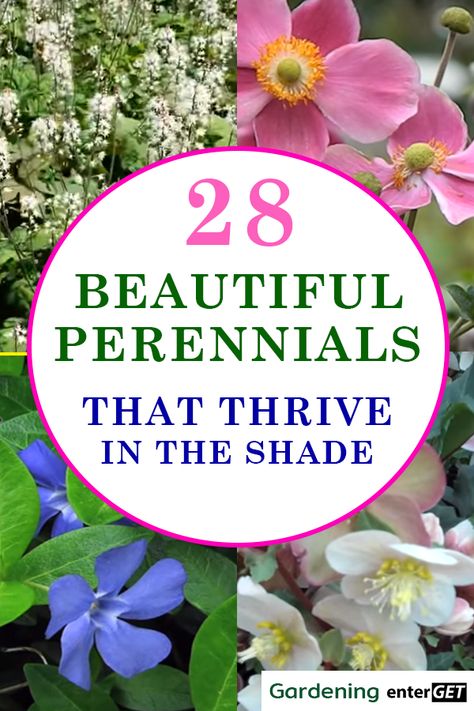 These shade loving perennial plants will look beautiful in backyards or front yards. Many of these shade shrubs are evergreen, easy low maintenance plants and produce flowers that will grow well under trees. Click through to see the whole fantastic list of shade perennials. Flowers For Shaded Areas Perennials, Flowers That Do Well In Shade, Low Maintenance Shade Plants, Best Shade Plants Perennials, Zone 3 Shade Perennials, Flowering Shade Perennials, Shade Garden Plants Landscaping Ideas, Shade Perennials Under Tree, Shade Loving Flowers Perennials