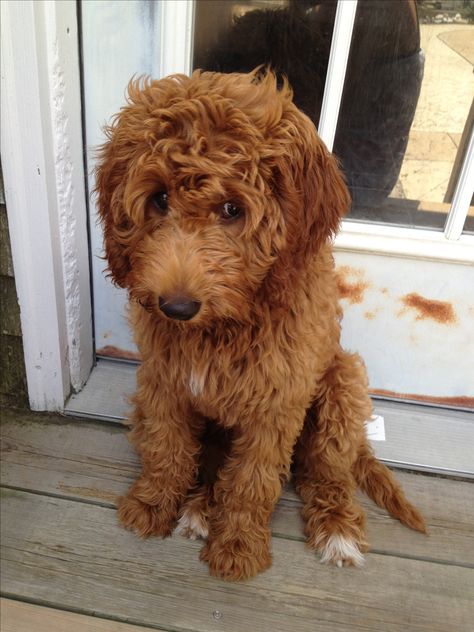 The sweetest #goldendoodle :) I've never wanted one as bad as this very moment! Black Noses, Miniature Goldendoodle, Red Goldendoodle, Goldendoodle Grooming, Labradoodle Dogs, Golden Doodles, Goldendoodle Puppies, Australian Labradoodle, Mini Goldendoodle