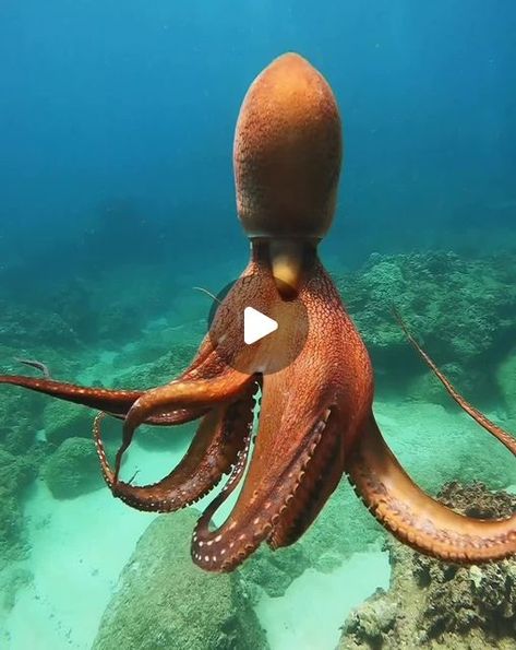 ocean is freedom on Instagram: "Most beautiful dance 🐙⁣
Tag a friend who'd love this!⁣
Video by @hawaiiaquaman⁣
⁣
📍Oahu ,Hawaii.⁣
⁣
⁣
Octopuses have an excellent sense of touch, according to the World Animal Foundation. Their suckers have receptors that enable an octopus to taste what it is touching.⁣
⁣
A bulbous sack-like body, or mantle, is perched on top of an octopus’ head. The only hard part of their bodies is a sharp, parrot-like beak that is on the underside, where the arms converge. Octopuses have powerful jaws and venomous saliva, according to National Geographic." Sea Explorer, Beautiful Dance, Sense Of Touch, Hard Part, Animals Of The World, Tag A Friend, Oahu, National Geographic, To The World