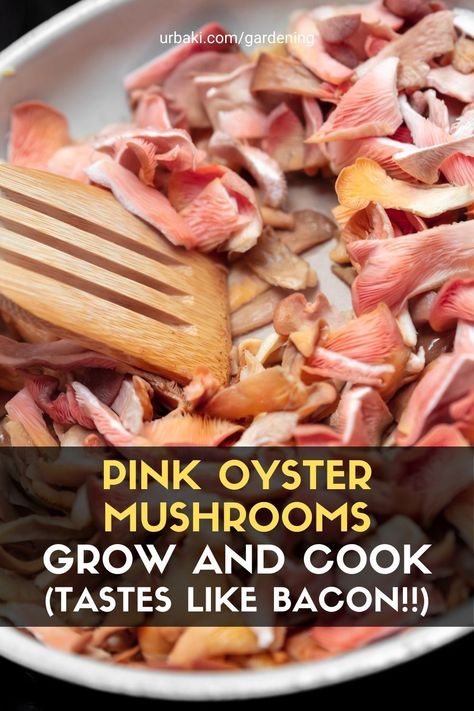 Pink Mushroom Recipe, Pink Mushrooms Recipe, Recipes For Oyster Mushrooms, How To Cook Oyster Mushrooms, How To Cook Pink Oyster Mushrooms, Pink Oyster Mushroom Recipe, Oysters Mushrooms, Pink Oyster Mushroom, How To Prepare Oyster Mushrooms