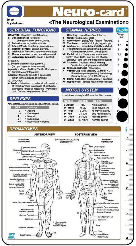 The Neurological Examination Neurology Notes, Neurological Examination, Exam Template, Neurological Assessment, Nursing Documentation, Nursing Mnemonics, Medical Student Study, Nursing School Survival, Nursing School Studying