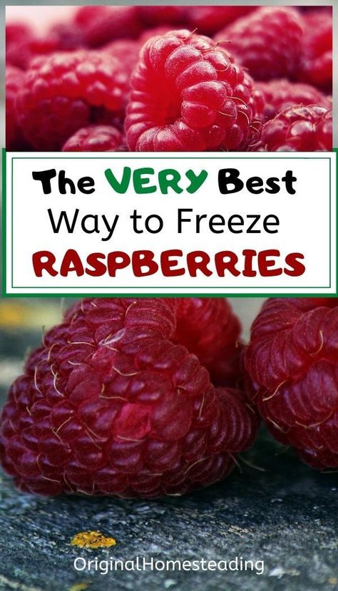 Discover this extremely easy way to freeze raspberries. This method works great with fresh picked raspberries or with farmer's market specials and even grocery store sales! The simple article will walk you through the easy steps so you can have frozen raspberries in your freezer for year round enjoyment! Preserve Raspberries, Freezer Lunches, Kid Friendly Salad, Freezer Dinners, Frozen Raspberries, Vegetable Tray, Raspberry Preserves, Easy Freezer Meals, Raspberry Recipes