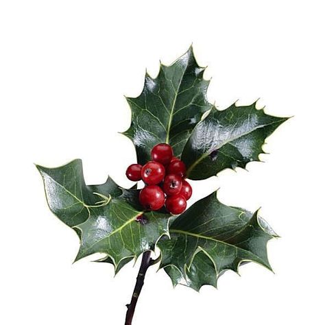 Holly Leaves And Berries Painting, Leather Wreath, Holly Aesthetic, Christmas Botanicals, Holly Plant, Holly Bush, Christmas Foliage, Holly Leaves And Berries, Christmas Leaves